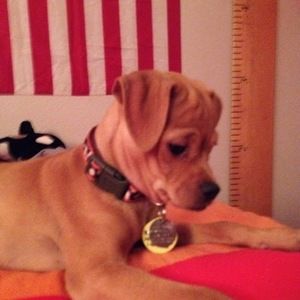 Meet your Posher, Dakota